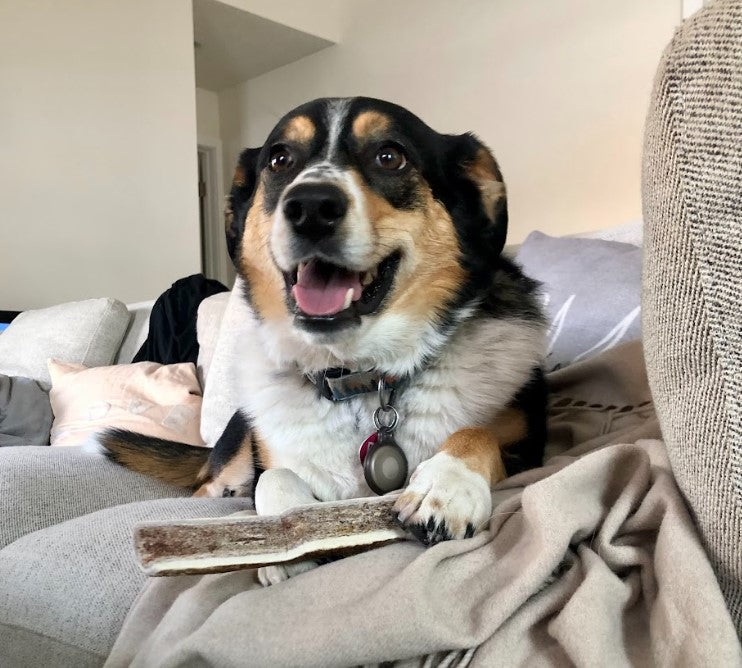 Are Antlers Chews Healthy for Dogs?