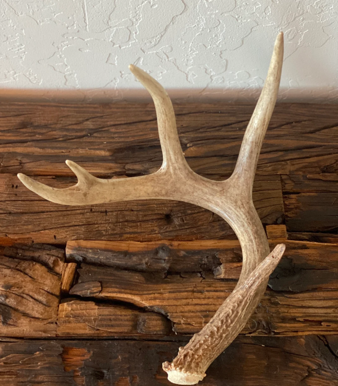 Full Antler (Entire Deer Antler)