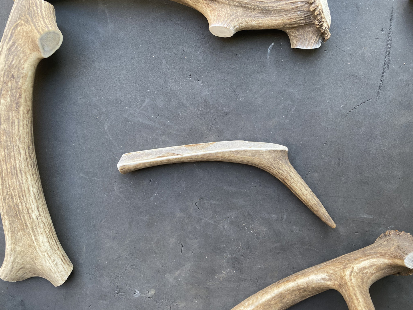 Dog Antler Chews