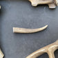 Dog Antler Chews